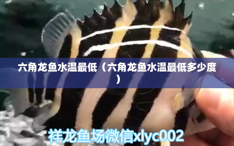 六角龍魚水溫最低（六角龍魚水溫最低多少度） 祥龍魚藥系列