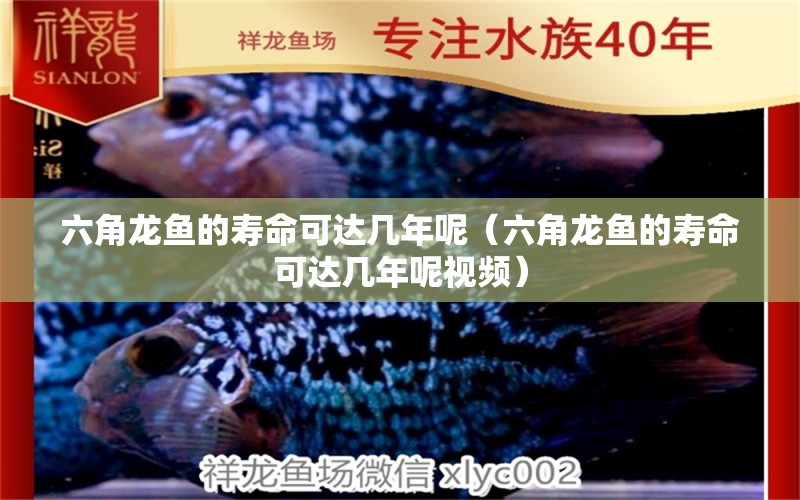 六角龍魚的壽命可達(dá)幾年呢（六角龍魚的壽命可達(dá)幾年呢視頻） 斯維尼關(guān)刀魚