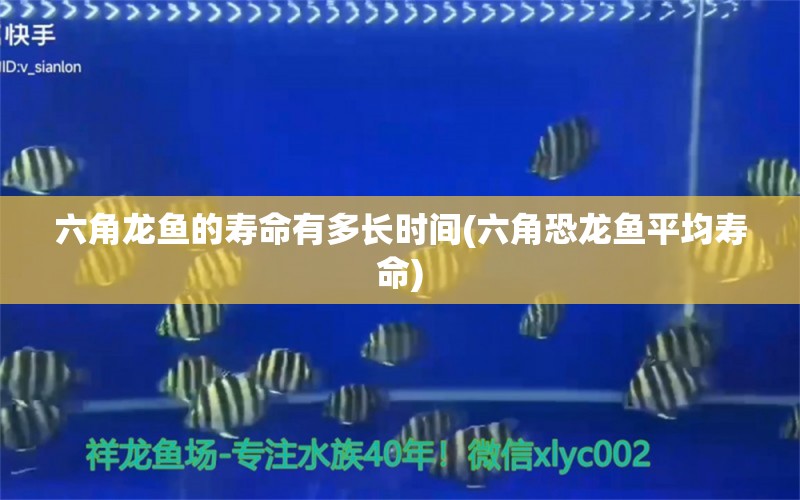 六角龍魚的壽命有多長時(shí)間(六角恐龍魚平均壽命) B級(jí)過背金龍魚