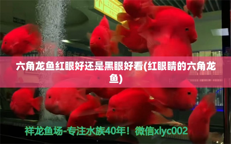 六角龍魚紅眼好還是黑眼好看(紅眼睛的六角龍魚)