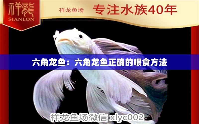 六角龍魚(yú)：六角龍魚(yú)正確的喂食方法