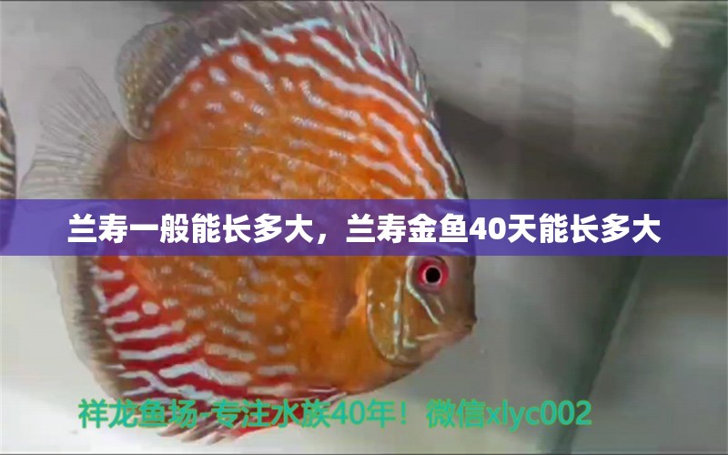 蘭壽一般能長多大，蘭壽金魚40天能長多大