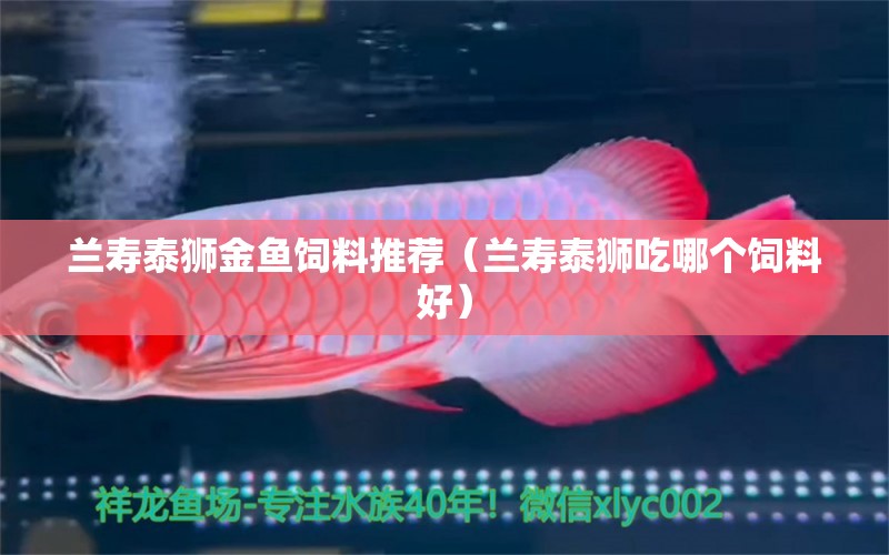 蘭壽泰獅金魚飼料推薦（蘭壽泰獅吃哪個(gè)飼料好）