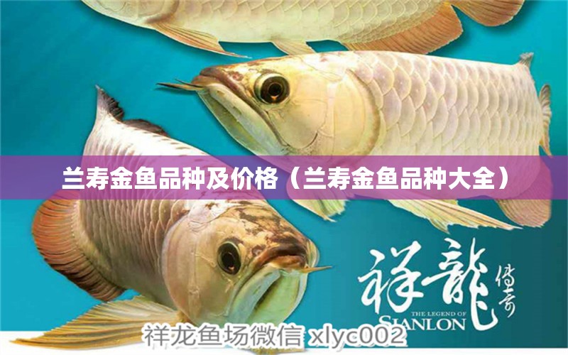 蘭壽金魚品種及價(jià)格（蘭壽金魚品種大全） 觀賞魚飼料 第1張