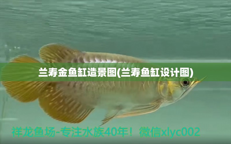 蘭壽金魚缸造景圖(蘭壽魚缸設(shè)計圖) 飛鳳魚