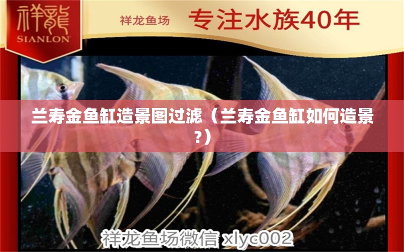 蘭壽金魚缸造景圖過濾（蘭壽金魚缸如何造景?）