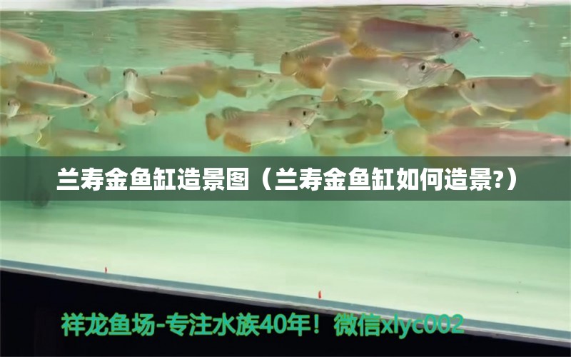 蘭壽金魚缸造景圖（蘭壽金魚缸如何造景?）