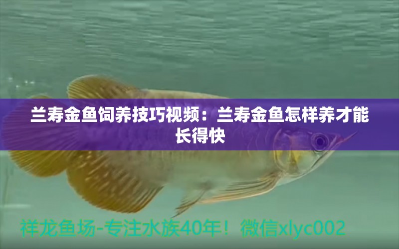 蘭壽金魚飼養(yǎng)技巧視頻：蘭壽金魚怎樣養(yǎng)才能長(zhǎng)得快