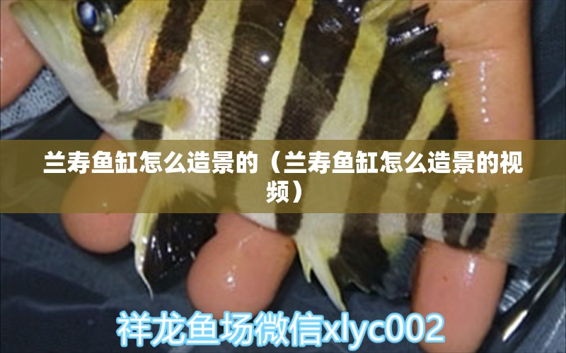 蘭壽魚缸怎么造景的（蘭壽魚缸怎么造景的視頻）