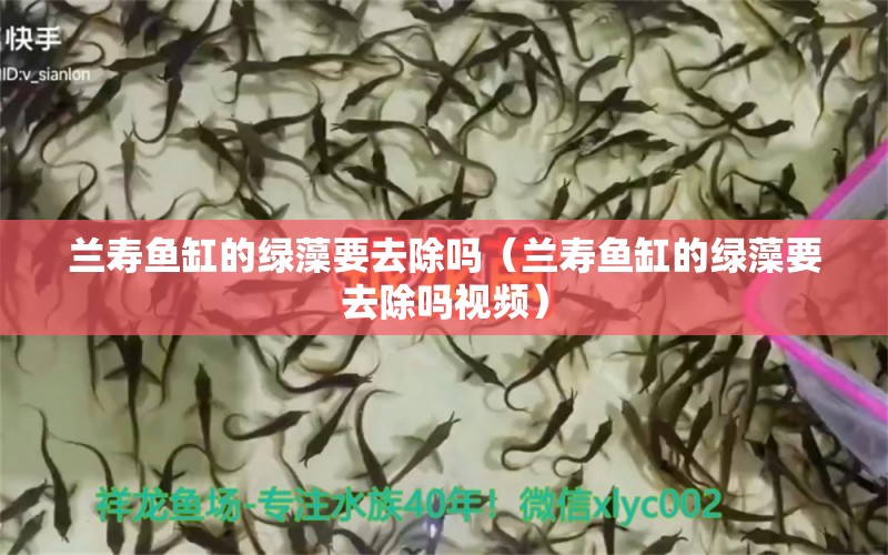 蘭壽魚缸的綠藻要去除嗎（蘭壽魚缸的綠藻要去除嗎視頻）