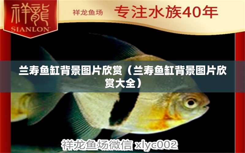 蘭壽魚缸背景圖片欣賞（蘭壽魚缸背景圖片欣賞大全）