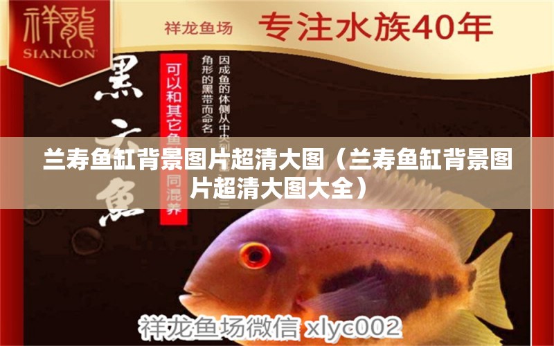 蘭壽魚缸背景圖片超清大圖（蘭壽魚缸背景圖片超清大圖大全） 祥龍水族醫(yī)院