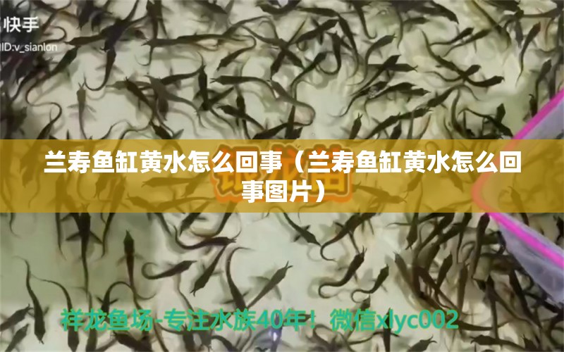 蘭壽魚(yú)缸黃水怎么回事（蘭壽魚(yú)缸黃水怎么回事圖片） 薩伊藍(lán)魚(yú)