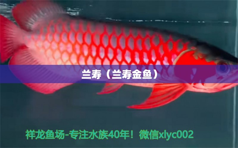 蘭壽（蘭壽金魚）