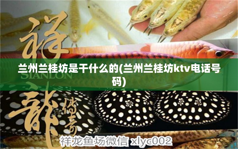 蘭州蘭桂坊是干什么的(蘭州蘭桂坊ktv電話號(hào)碼) 觀賞魚(yú) 第1張