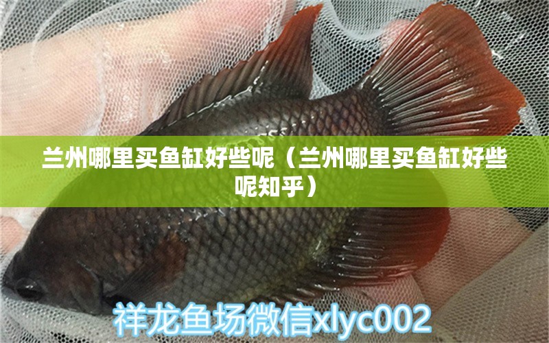 蘭州哪里買魚缸好些呢（蘭州哪里買魚缸好些呢知乎） 銀龍魚苗