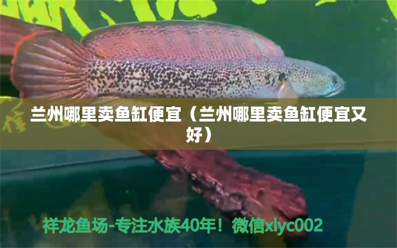 蘭州哪里賣魚缸便宜（蘭州哪里賣魚缸便宜又好）