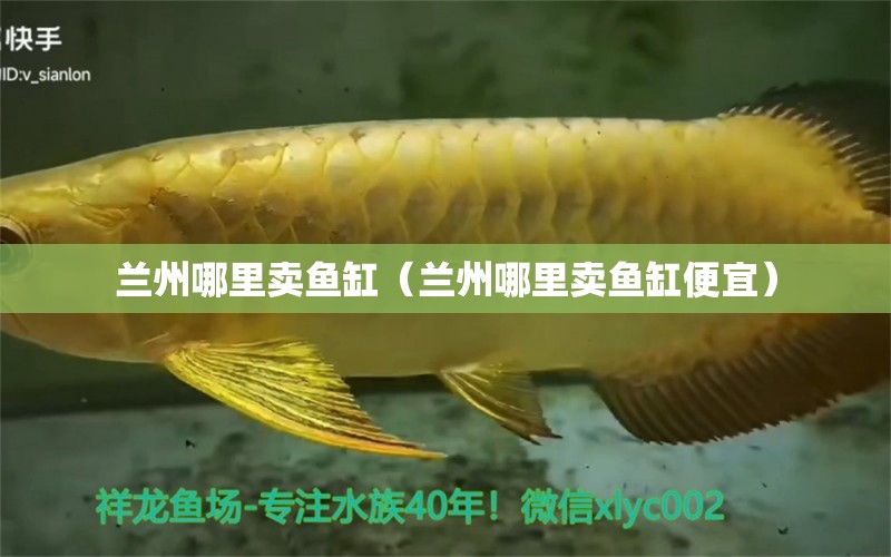 蘭州哪里賣(mài)魚(yú)缸（蘭州哪里賣(mài)魚(yú)缸便宜）