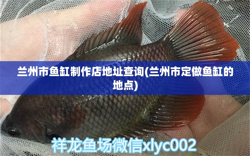 蘭州市魚缸制作店地址查詢(蘭州市定做魚缸的地點(diǎn)) 金老虎魚