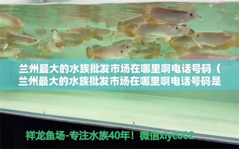 蘭州最大的水族批發(fā)市場在哪里啊電話號碼（蘭州最大的水族批發(fā)市場在哪里啊電話號碼是多少）