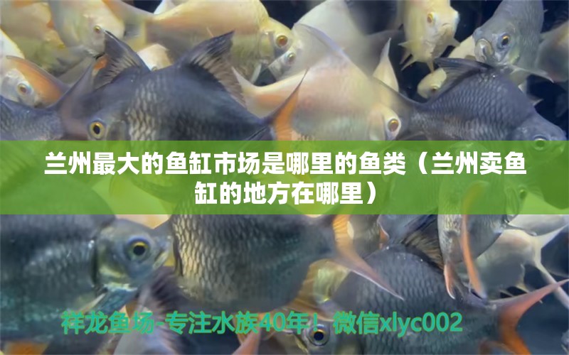 蘭州最大的魚缸市場是哪里的魚類（蘭州賣魚缸的地方在哪里）