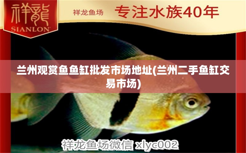 蘭州觀賞魚魚缸批發(fā)市場地址(蘭州二手魚缸交易市場) 印尼小紅龍