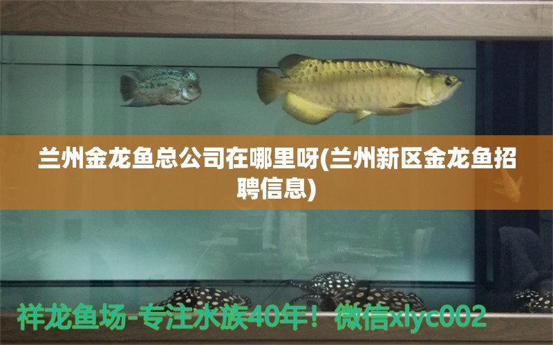 蘭州金龍魚總公司在哪里呀(蘭州新區(qū)金龍魚招聘信息) 戰(zhàn)車紅龍魚