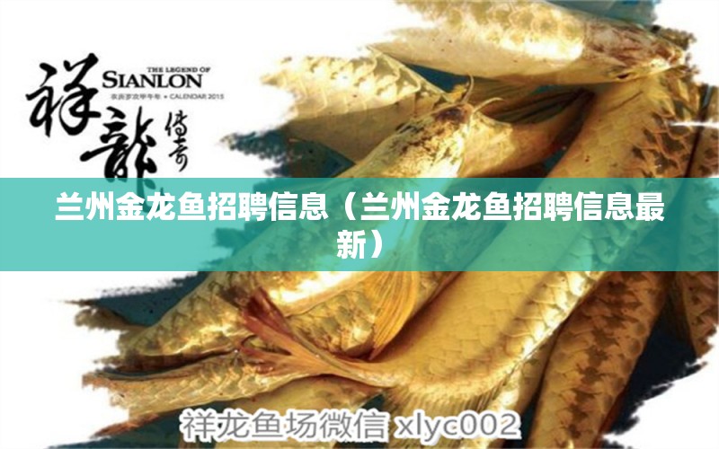 蘭州金龍魚招聘信息（蘭州金龍魚招聘信息最新） 水族品牌