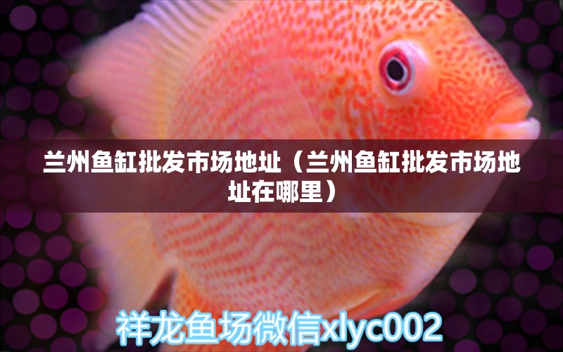 蘭州魚缸批發(fā)市場地址（蘭州魚缸批發(fā)市場地址在哪里） 其他品牌魚缸