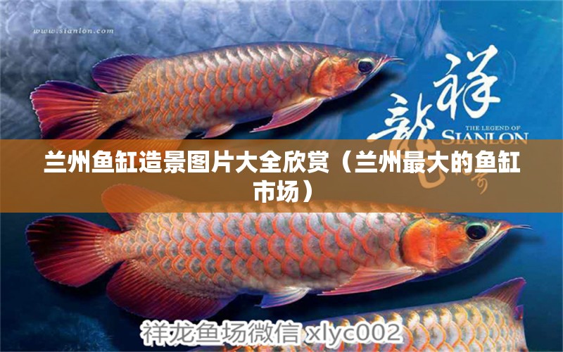 蘭州魚缸造景圖片大全欣賞（蘭州最大的魚缸市場(chǎng)）