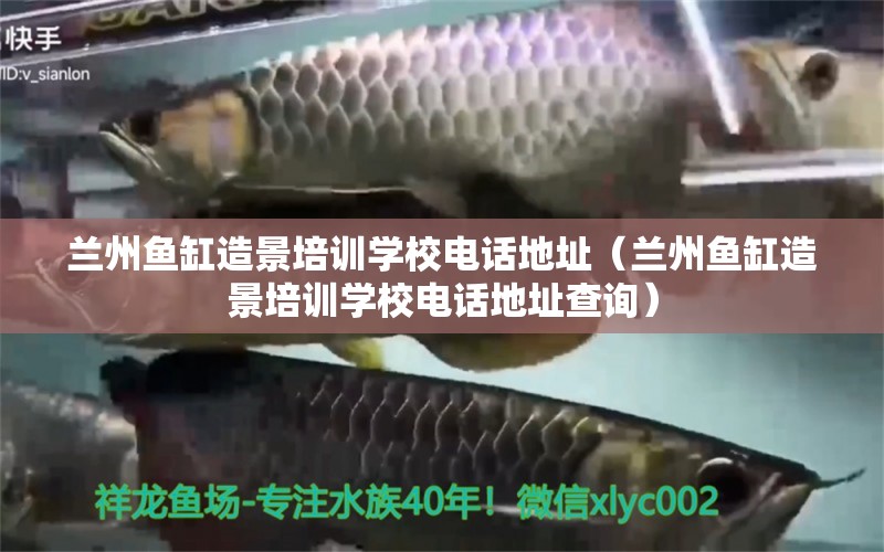 蘭州魚缸造景培訓學校電話地址（蘭州魚缸造景培訓學校電話地址查詢） 祥龍魚場