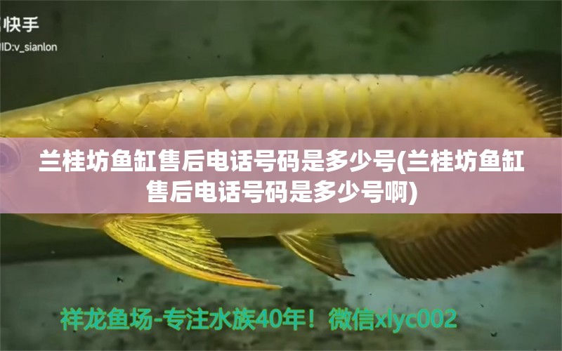 蘭桂坊魚(yú)缸售后電話號(hào)碼是多少號(hào)(蘭桂坊魚(yú)缸售后電話號(hào)碼是多少號(hào)啊)