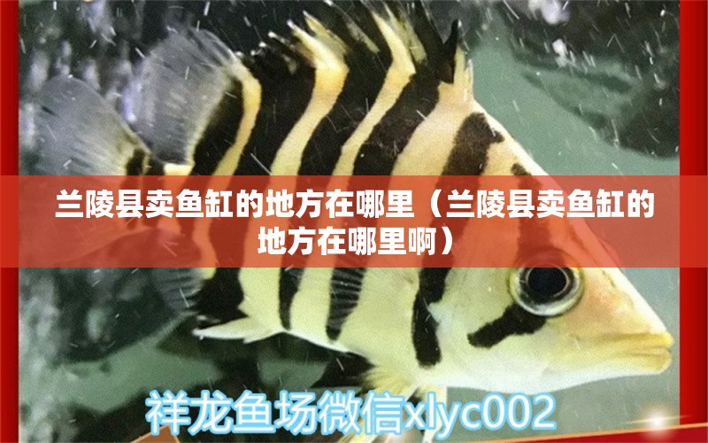 蘭陵縣賣魚缸的地方在哪里（蘭陵縣賣魚缸的地方在哪里?。? title=