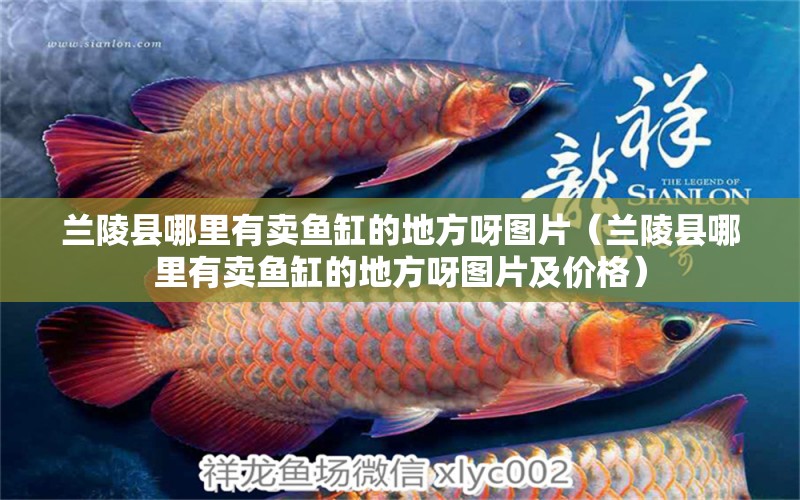 蘭陵縣哪里有賣魚缸的地方呀圖片（蘭陵縣哪里有賣魚缸的地方呀圖片及價格）