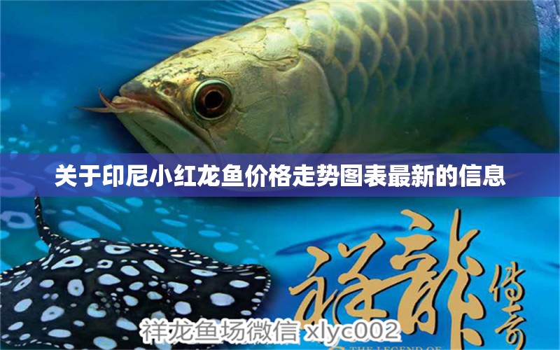 關(guān)于印尼小紅龍魚價格走勢圖表最新的信息 印尼小紅龍