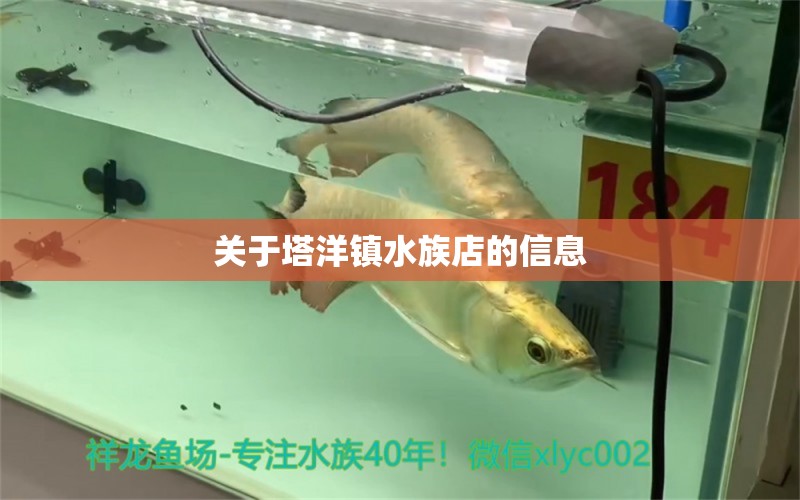 關(guān)于塔洋鎮(zhèn)水族店的信息 薩伊藍(lán)魚(yú) 第1張