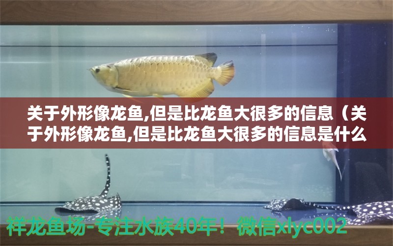 關(guān)于外形像龍魚(yú),但是比龍魚(yú)大很多的信息（關(guān)于外形像龍魚(yú),但是比龍魚(yú)大很多的信息是什么）