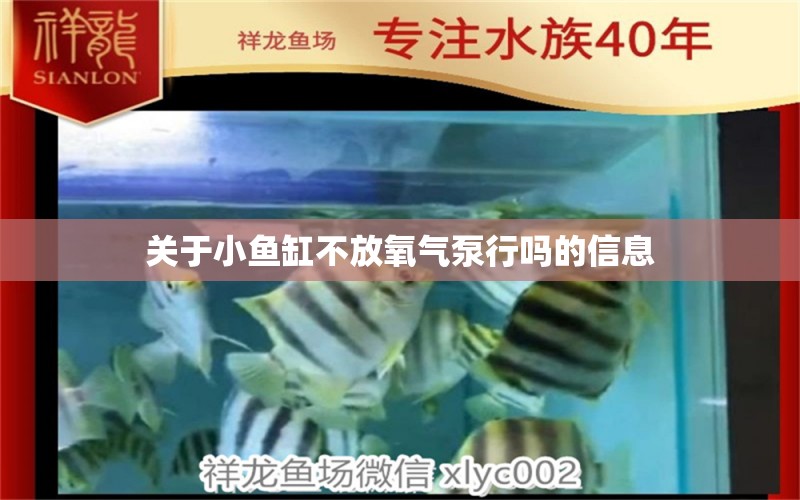 關(guān)于小魚(yú)缸不放氧氣泵行嗎的信息