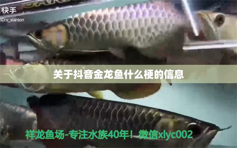 關于抖音金龍魚什么梗的信息 魚缸凈水劑 第1張