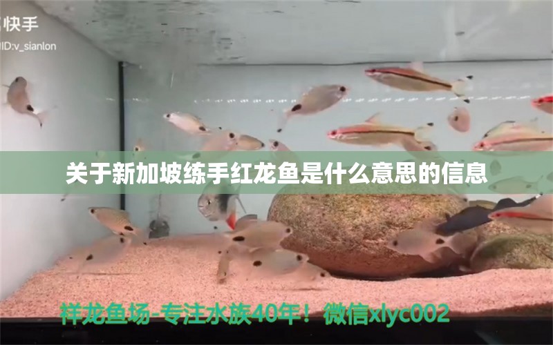 關(guān)于新加坡練手紅龍魚是什么意思的信息 新加坡號半紅龍魚（練手級紅龍魚）