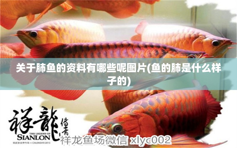 關(guān)于肺魚(yú)的資料有哪些呢圖片(魚(yú)的肺是什么樣子的)