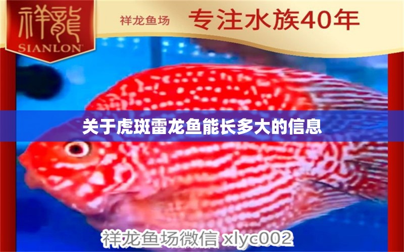 關(guān)于虎斑雷龍魚能長多大的信息 水族燈（魚缸燈）