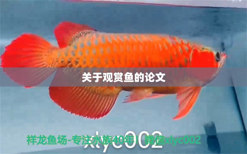 關(guān)于觀賞魚(yú)的論文