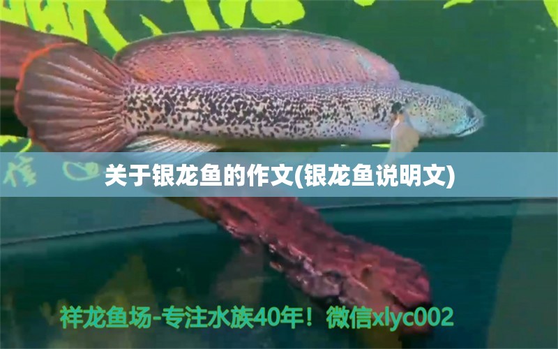 關(guān)于銀龍魚的作文(銀龍魚說明文) 銀龍魚