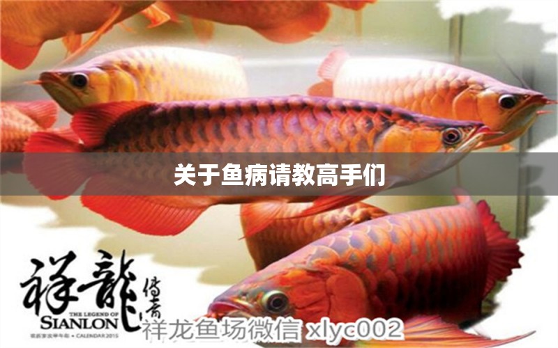 關(guān)于魚(yú)病請(qǐng)教高手們 龍魚(yú)疾病與治療