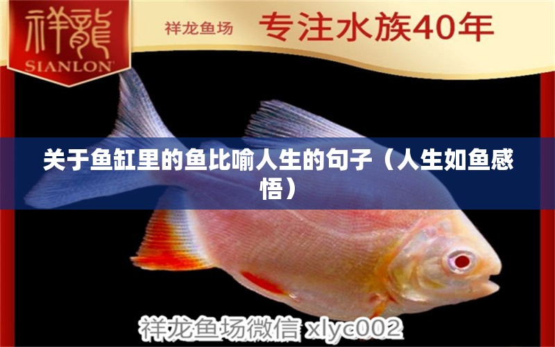 關(guān)于魚(yú)缸里的魚(yú)比喻人生的句子（人生如魚(yú)感悟）