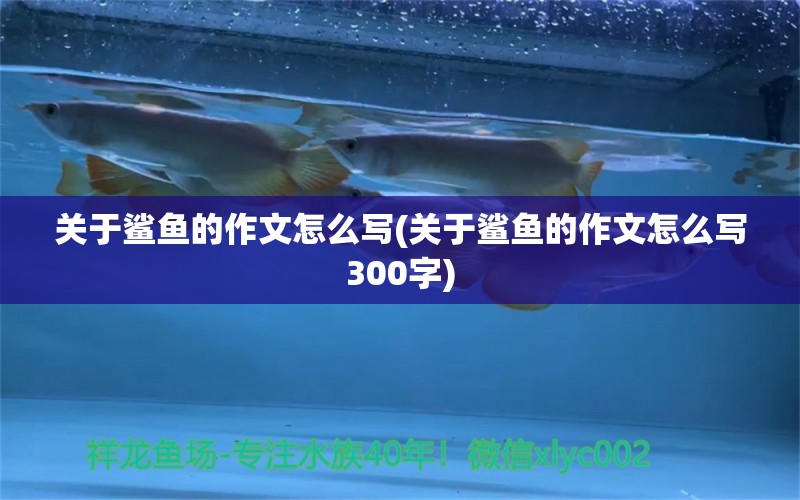 關(guān)于鯊魚(yú)的作文怎么寫(xiě)(關(guān)于鯊魚(yú)的作文怎么寫(xiě)300字) 泰國(guó)斗魚(yú)