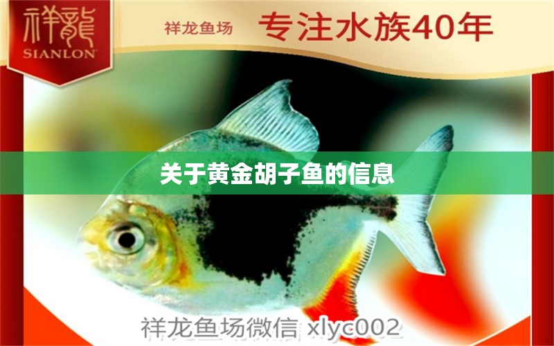 關(guān)于黃金胡子魚的信息 薩伊藍(lán)魚