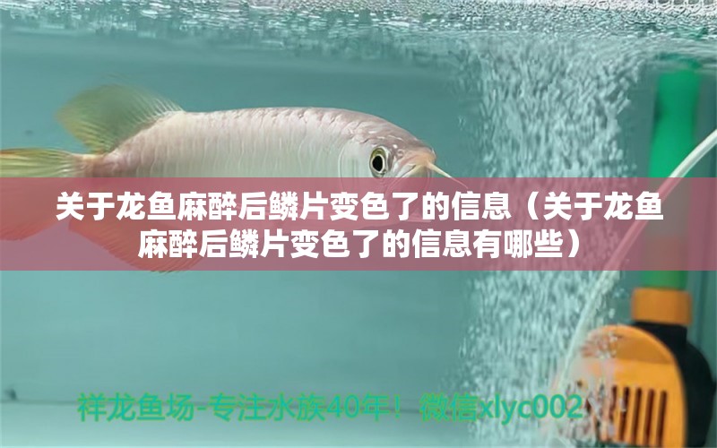 關(guān)于龍魚麻醉后鱗片變色了的信息（關(guān)于龍魚麻醉后鱗片變色了的信息有哪些）