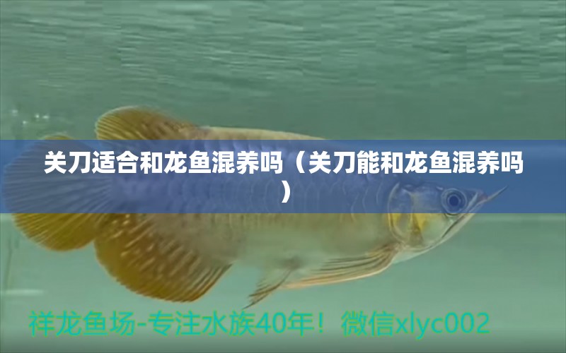 關(guān)刀適合和龍魚(yú)混養(yǎng)嗎（關(guān)刀能和龍魚(yú)混養(yǎng)嗎）